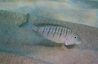 Une courte plongée crépusculaire à l'Anse du Rouet
