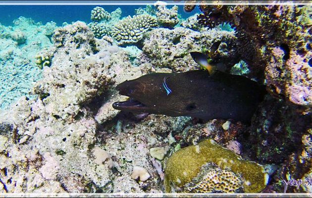 La murène de Java "gueule cassée" - Snorkeling à Thudufushi - Atoll d'Ari - Maldives