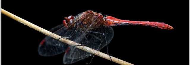 Sympétrum Rouge Sang (2) - Sympetrum sanguineum