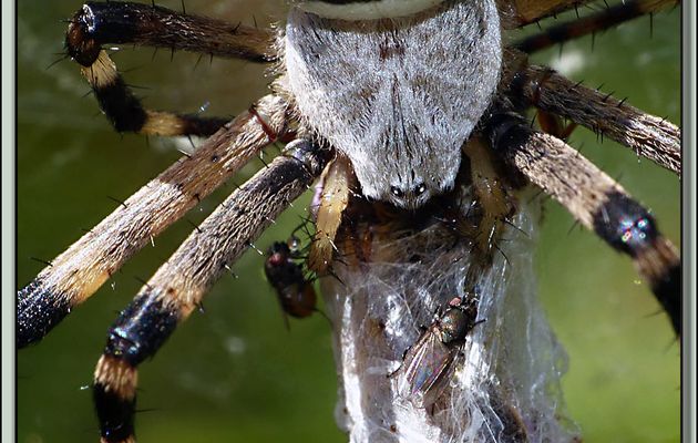Argiope frelon ou Épeire fasciée (Argiope bruennichi) et les petites mouches dites "commensales" - Verdun-sur-Ariège - 09