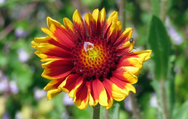 fleur de Gazania