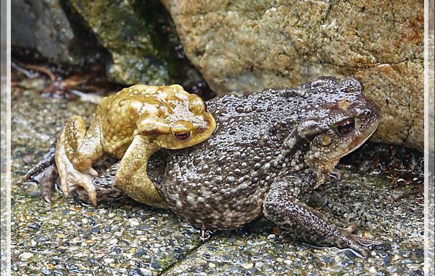 Parties de papattes en l'air chez les Crapauds communs (Bufo bufo) - Lartigau - Milhas - 31
