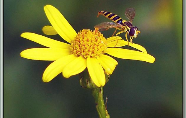 Mouche Syrphe "porte-plume" femelle (Sphaerophoria scripta) - Verdun-sur-Ariège - 09