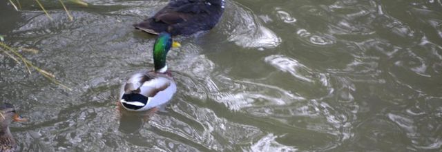 froid de  canard 