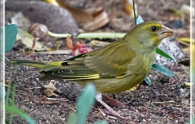 Verdier d'Europe, European Greenfinch (Chloris chloris) - La Couarde-sur-Mer - Ile de Ré - 17
