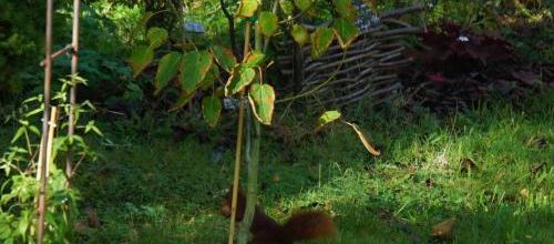 petit rouquin polisson