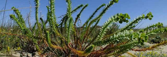 Euphorbia paralias  -  euphorbe des dunes