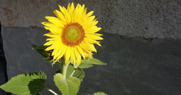 La beauté infiniment précieuse et fragile de l’Amour.(14)