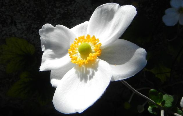 une fleur en macro !