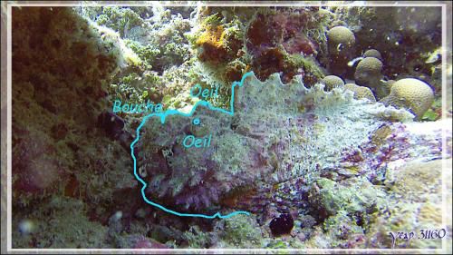 Poisson-pierre, Reef stonefish (Synanceia verrucosa) - Kuda Faru Thila - Atoll d'Ari - Maldives