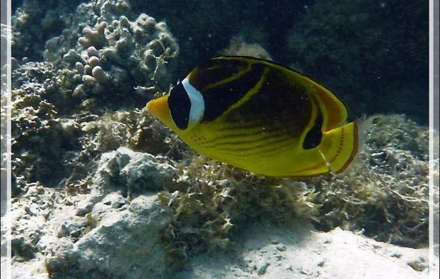 Poisson papillon Raton-laveur ou Chétodon à croissant, Raccoon butterflyfish (Chaetodon lunula) - Moorea - Polynésie française