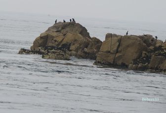 l'Ile de Bréhat dans les côtes d'Armor -2