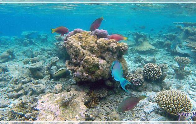 Poisson-perroquet Grand-bleu, Indian ocean steephead parrotfish (Chlorurus strongylocephalus) mâle et femelles - Snorkeling à Thudufushi - Atoll d'Ari - Maldives