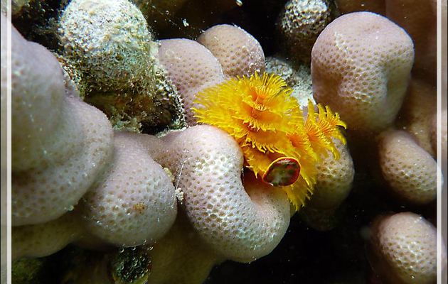 En Polynésie, Noël c'est presque tous les jours ... Spirobranche arbre de Noël, Christmas tree worm (Spirobranchus giganteus) - Jardin de Corail - Motu Tautau - Taha'a - Polynésie française