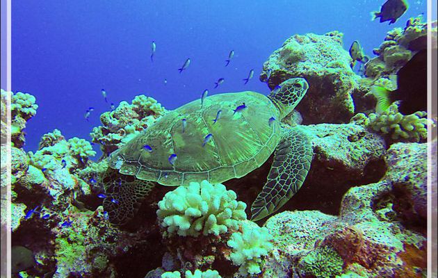 Tortue verte ? - Plongée à Moorea - Polynésie française