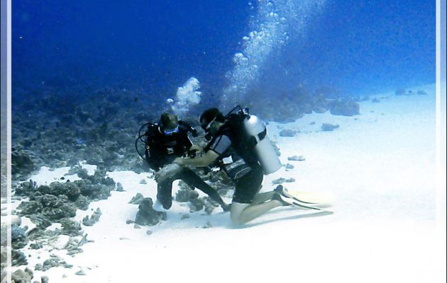 A genoux sur la Piste de ski, Antoine et notre moniteur Nikita caressent une Holothurie ananas - Passe Tumakohua (passe sud) - Atoll de Fakarava - Tuamotu - Polynésie française