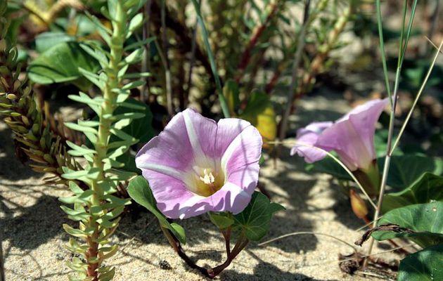 Liseron des dunes ou des sables (Calystegia soldanella) - Rivedoux - Ile de Ré - 17