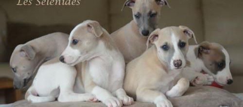 mes petits poseurs!
