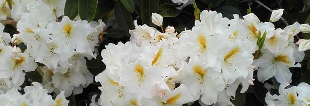 en blanc ( la promeneuse )