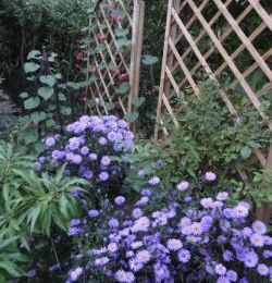 les asters : comment les accompagner ?