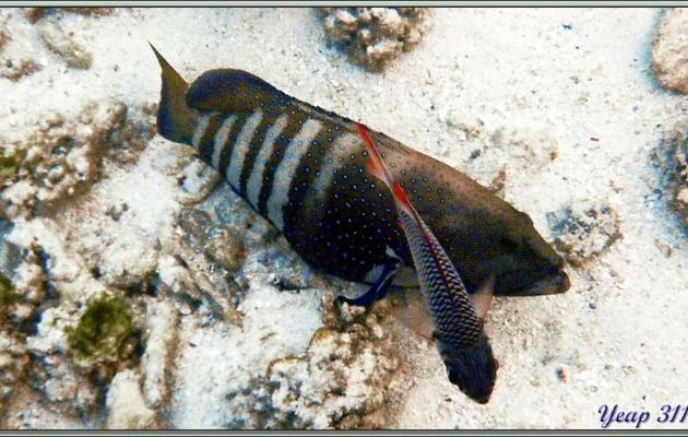 Mérou paon ou céleste ou Vieille cuisinière (Cephalopholis argus) - Praslin - Seychelles