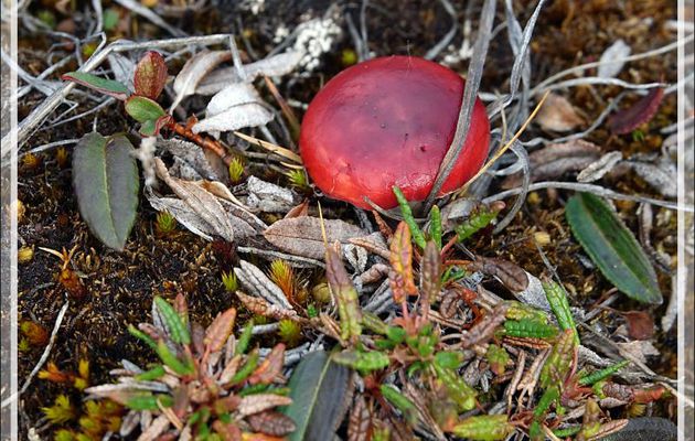 Pas de quoi faire une poêlée avec ce champignon rouge (Russule ?) - Fjord Bowdoin - Région de Qaanaaq - Groenland