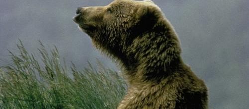Vendre la peau de l'ours...