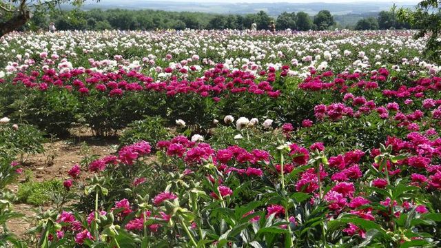 Pivoines et Iris à Annay-sur-Serein