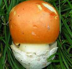 Petits champignons noirs
