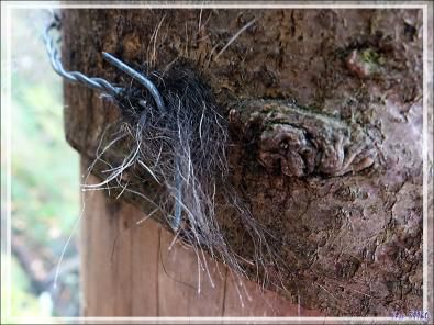 Sur la piste des ours - Melles - 31 - Occitanie