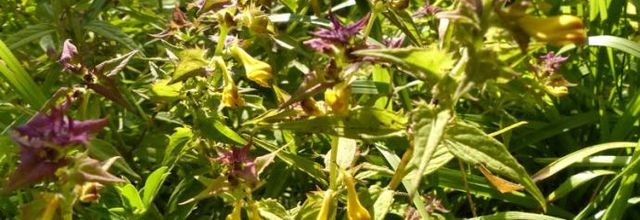 Melampyrum catalaunicum  - mélampyre vaudois ?
