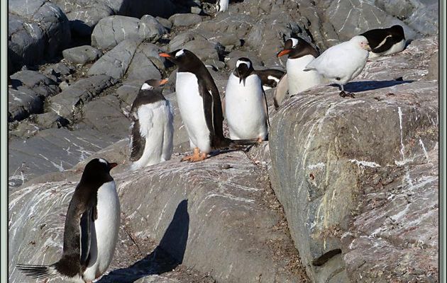 Chionis blanc, Bec-en-fourreau (Chionis alba ou albus), Snowy Sheathbill - Port Locroy - Ile Goudier - Neumayer Channel - Péninsule Antarctique