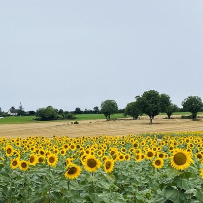 La fleur soleil aime tant son astre qu'elle ne peut le quitter du regard ...Sandra Dulier .