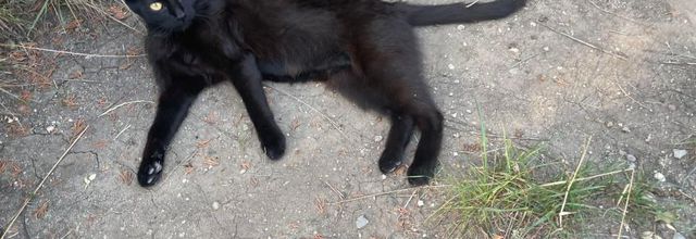 Vacances des jeunes - Moldava - rencontre avec le chat noir 