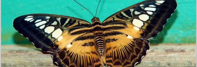 Clipper Brun (2) - Parthenos Sylvia
