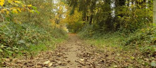 Pluie de feuilles mortes