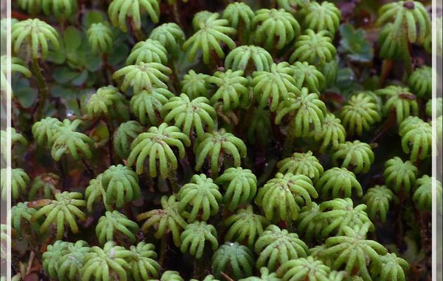 Macrophotographie sur une Hépatique à thalle (Marchantia polymorpha L.) - Lartigau - Milhas - 31