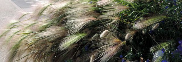 jeu de lumières sur plantes