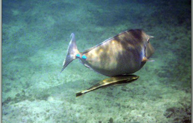 Nason à éperons bleus ou licorne ou nason brun (Naso unicornis) et Rémora rayé (Echeneis naucrates) - Anse Takamaka - Mahé- Seychelles
