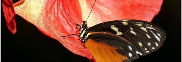 Hecalé (1) - Heliconius hecale