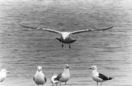 Voyage aux Pays de Werner...  Pour parler aux mouettes