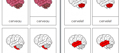 Le cerveau (nomenclatures) 