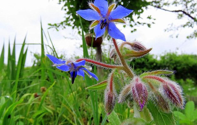 photos plaisir du jardin 