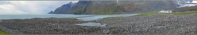 Panorama sur la colonie de milliers de Manchots royaux - Saint Andrews Bay - Géorgie du Sud