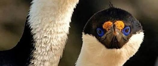 Quelques   nouvelles   animalières