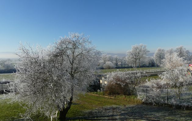 BEAUTE  HIVERNALE