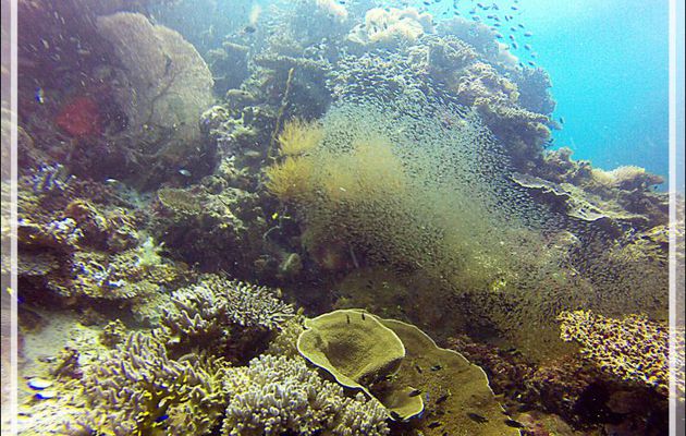Nuage d'alevins - Nosy Mitsio - Madagascar
