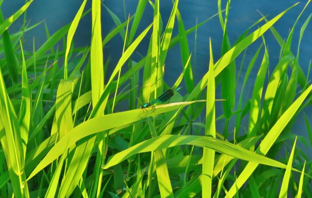 une demoiselle sur ...