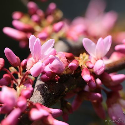 Bain de couleurs au jardin.