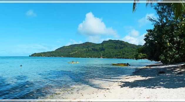 Takamaka, Tamanu (Calophyllum inophyllum), un géant des bords de mer - Baie d'Avea - Huahine - Polynésie française